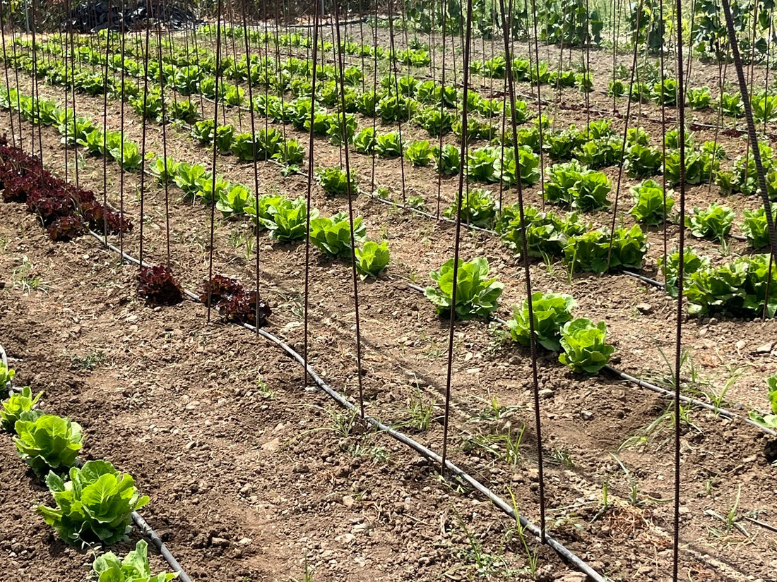 Organic Certified Food in Spain: What It Means and Why It Matters